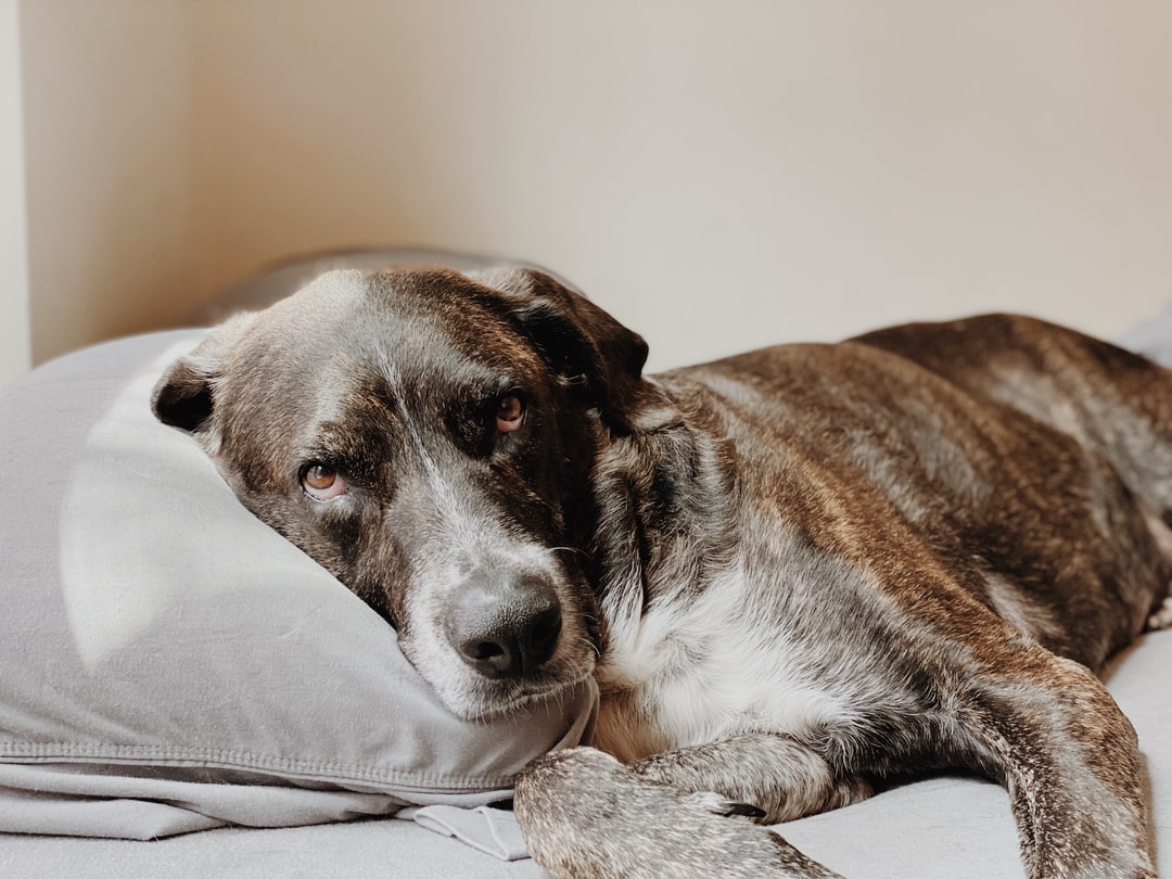Pets In a Rental Property: What Do Landlords Need to Consider?